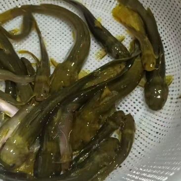 黄辣丁