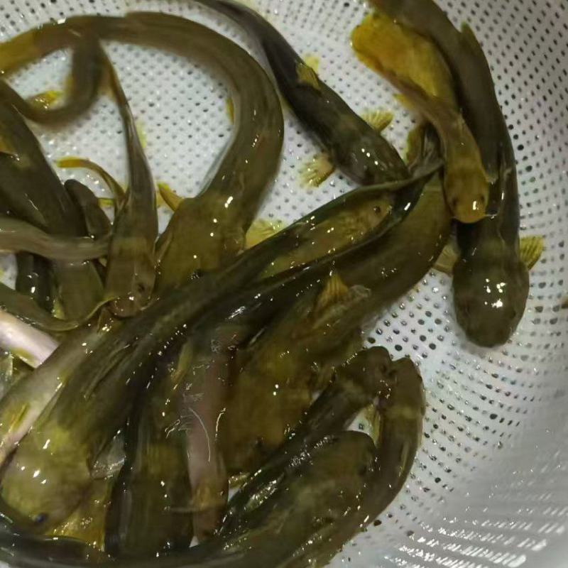 黄辣丁
