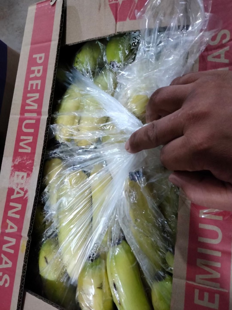 精品香蕉大量供应一手货源品质保证诚信经营欢迎来电