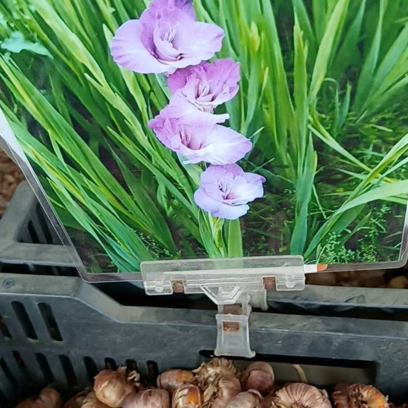 四季唐昌蒲剑兰种球庭院阳台花卉盆栽耐寒耐热花植物易活