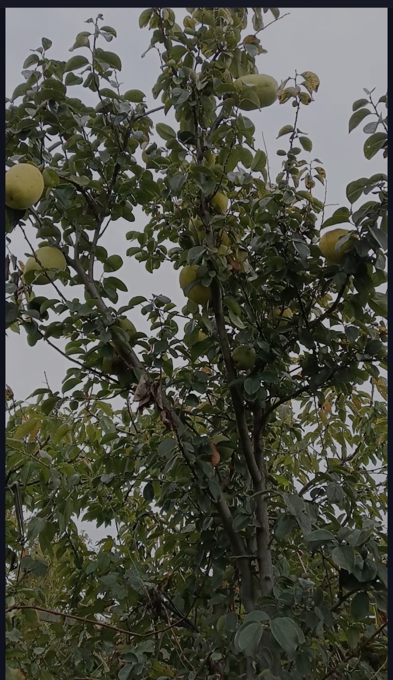 木瓜树