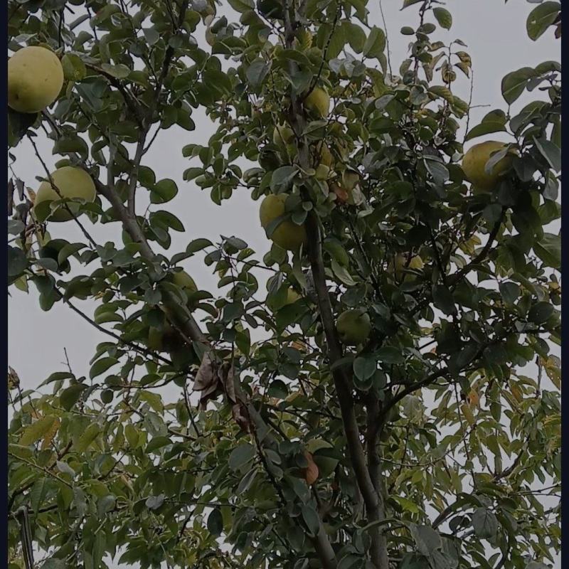 木瓜树