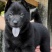 中华田犬五黑犬
