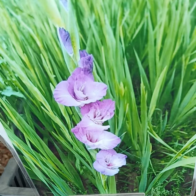 四季唐昌蒲剑兰种球庭院阳台花卉盆栽耐寒耐热花植物易活