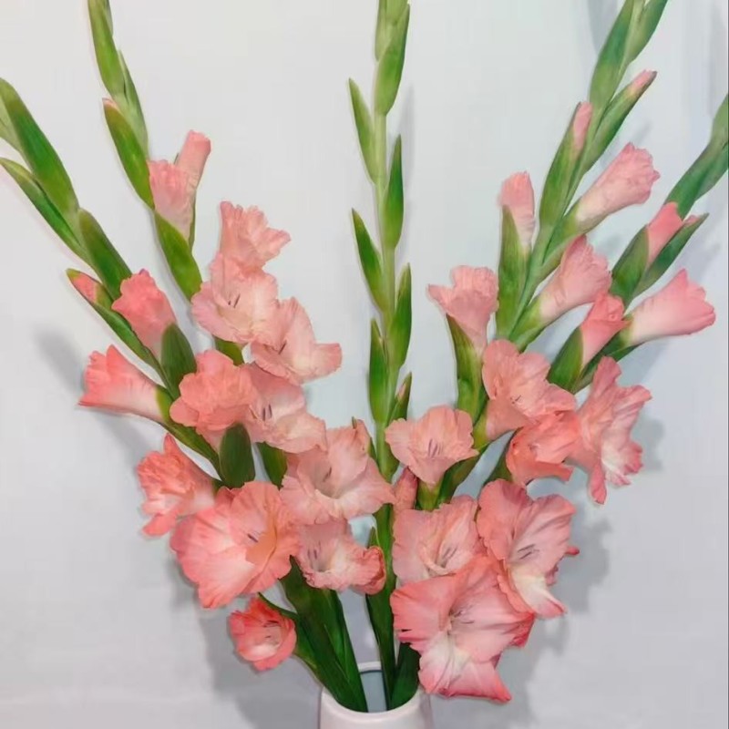 四季唐昌蒲剑兰种球庭院阳台花卉盆栽耐寒耐热花植物易活