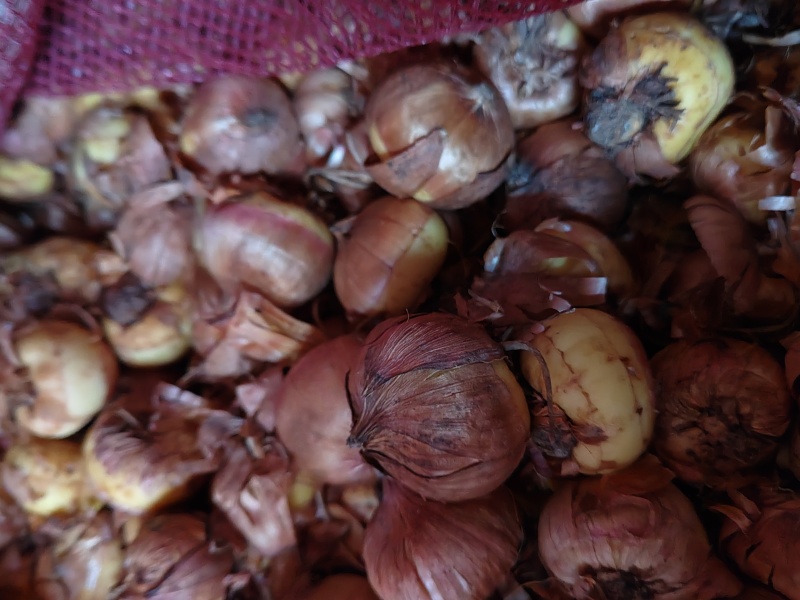 四季唐昌蒲剑兰种球庭院阳台花卉盆栽耐寒耐热花植物易活