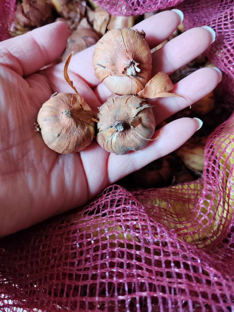 四季唐昌蒲剑兰种球庭院阳台花卉盆栽耐寒耐热花植物易活