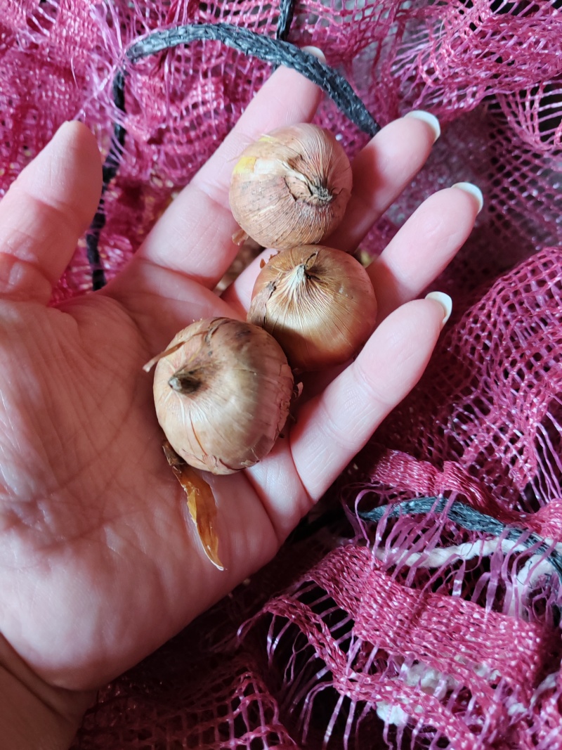 四季唐昌蒲剑兰种球庭院阳台花卉盆栽耐寒耐热花植物易活