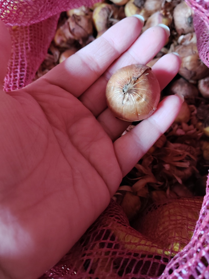 四季唐昌蒲剑兰种球庭院阳台花卉盆栽耐寒耐热花植物易活