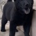 中华田犬五黑犬