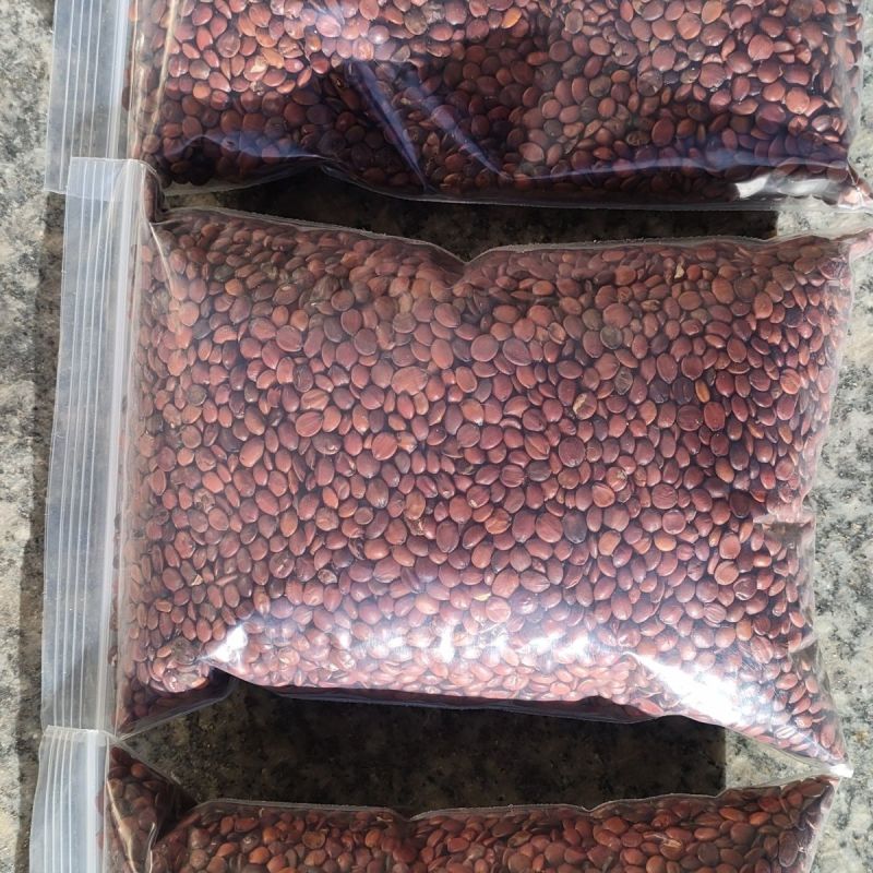 正宗太行山生酸枣仁当季新鲜优质可作酸枣仁真货