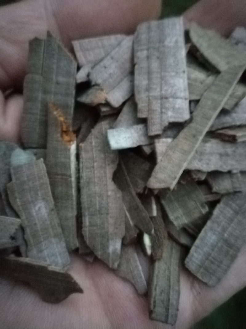 鬼箭羽苗中药材苗木