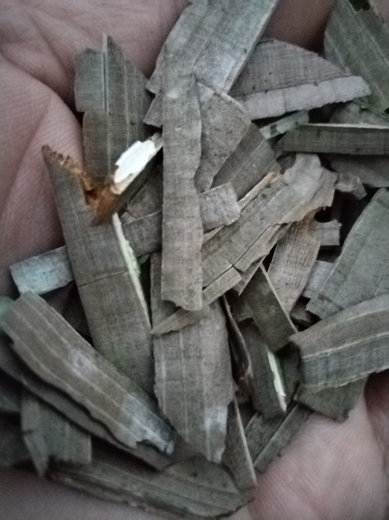 鬼箭羽苗中药材苗木