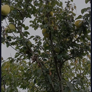 木瓜树，可绿植、可食用，果可治足转筋。