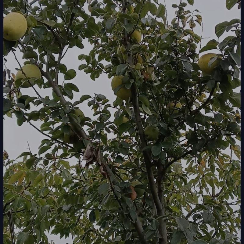 木瓜树，可绿植、可食用，果可治足转筋。