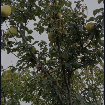 木瓜树，可绿植、可食用