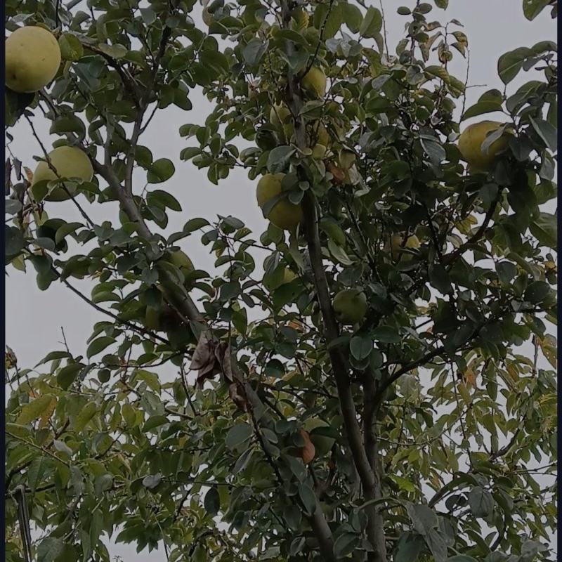 木瓜树，可绿植、可食用