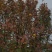 木瓜树，可绿植、可食用