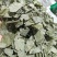 淫羊藿甘肃淫羊藿手摘叶精品各种规格批发零售