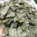 淫羊藿甘肃淫羊藿手摘叶精品各种规格批发零售