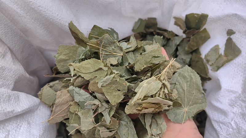 淫羊藿甘肃淫羊藿手摘叶精品各种规格批发零售