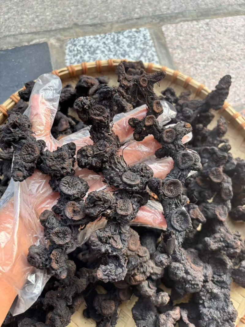 九蒸九晒野生黄精62一斤30斤起发包邮