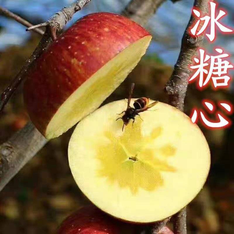冰糖心苹果树苗，难寒比较高，甘甜可口，单果可达一斤左右，