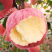 冰糖心苹果树苗，难寒比较高，甘甜可口，单果可达一斤左右，