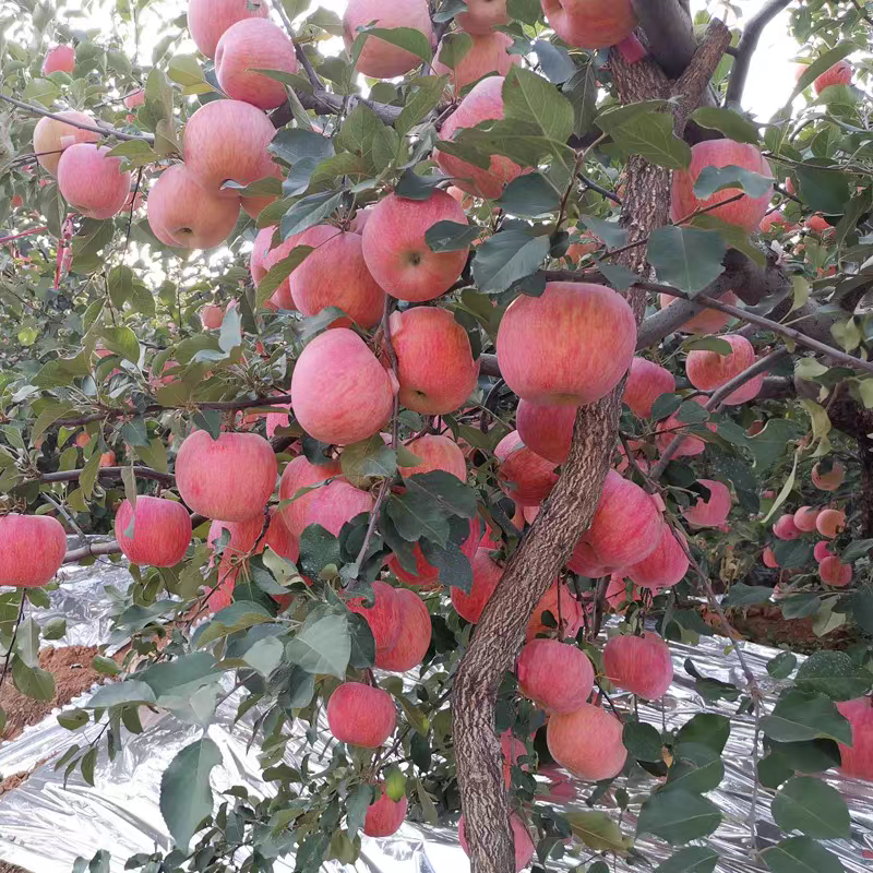 冰糖心苹果树苗，难寒比较高，甘甜可口，单果可达一斤左右，