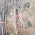 冰糖心苹果树苗，难寒比较高，甘甜可口，单果可达一斤左右，