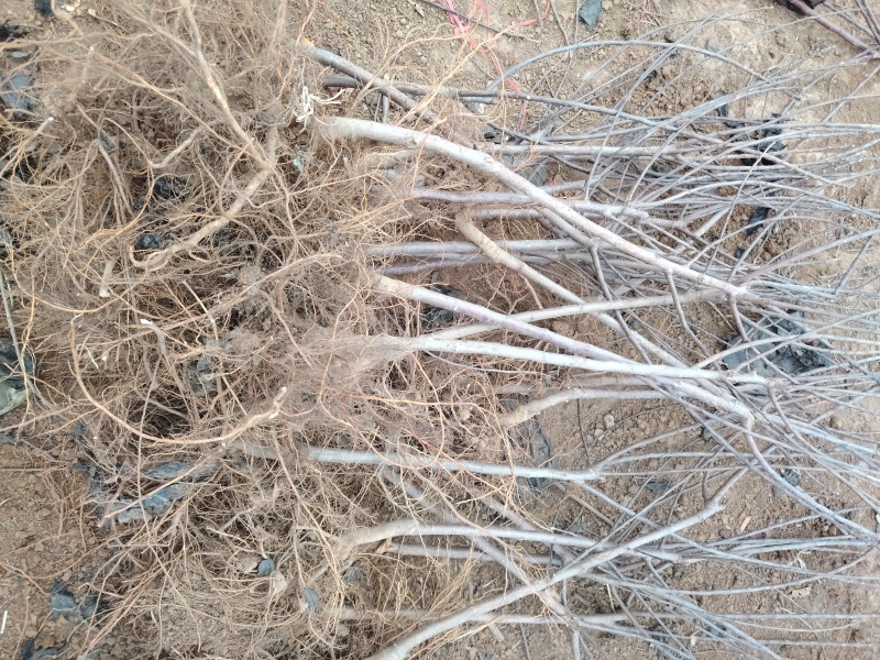 冰糖心苹果树苗，难寒比较高，甘甜可口，单果可达一斤左右，