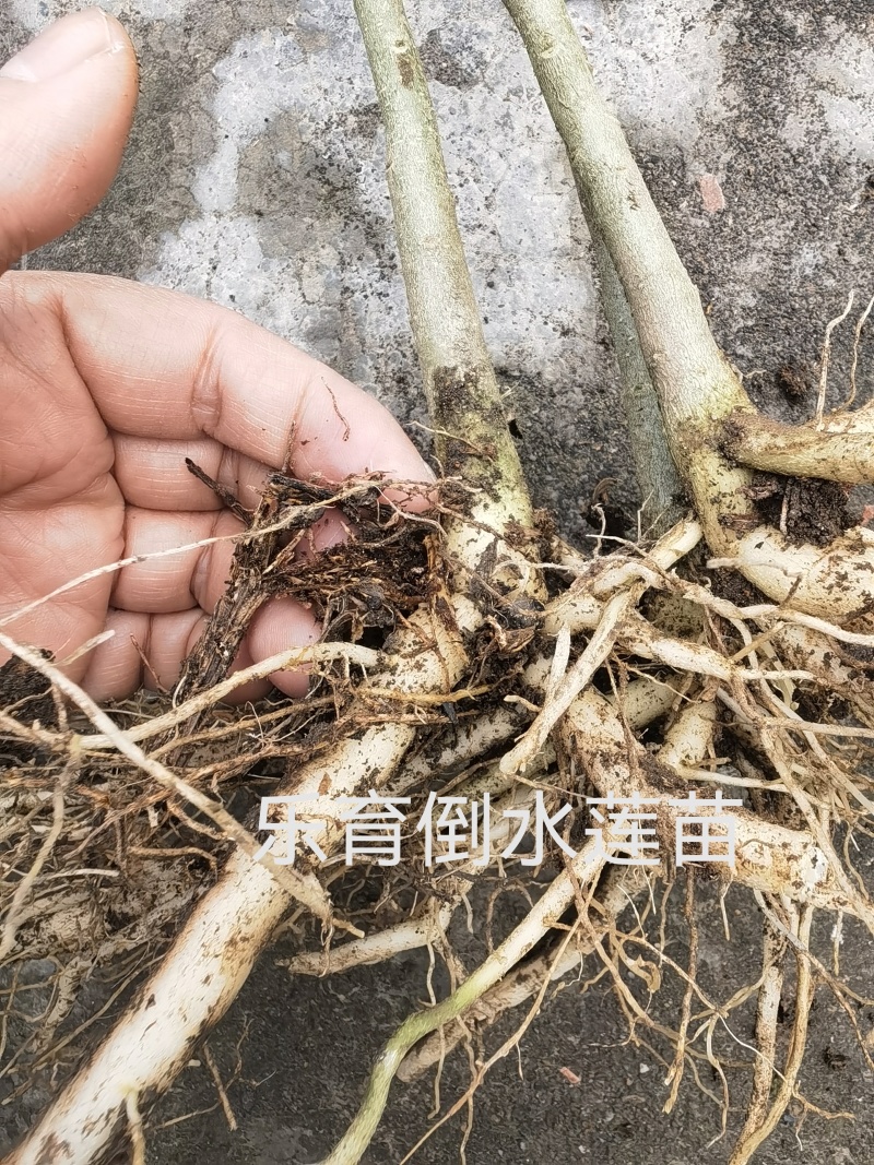 广西桂林灵川乐育村倒水莲苗，产地直销。货源充足