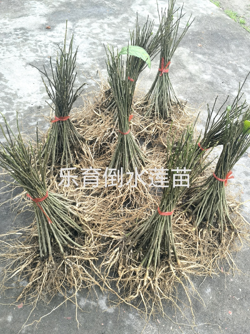 广西桂林灵川乐育村倒水莲苗，产地直销。货源充足