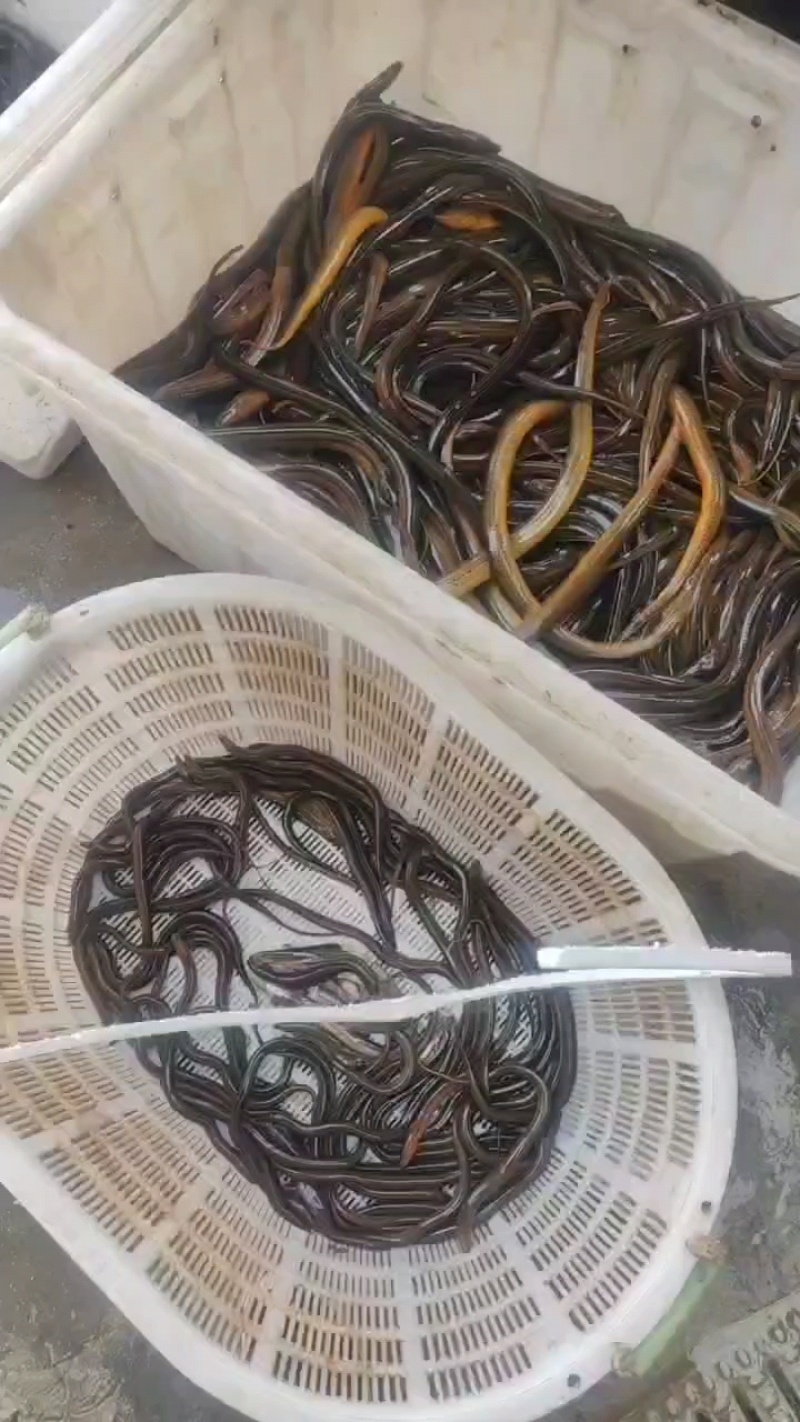 湖北正宗黄条鳝鱼，颜色正宗，肉质细腻，物美价廉物超所值。