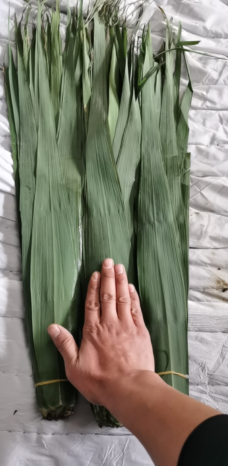 粽叶精品安徽粽叶产地直发