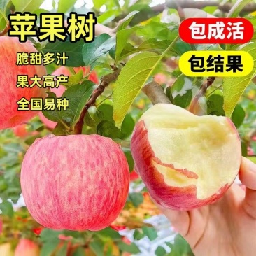 红富士苹果树苗，果大，口感极甜，水分高，扛寒抗旱，包成活