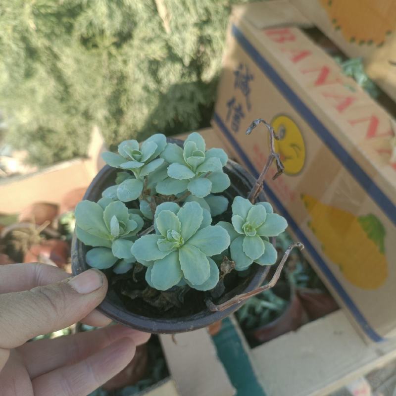 八宝景天杯苗