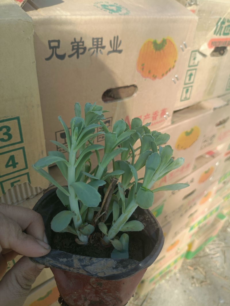 八宝景天杯苗