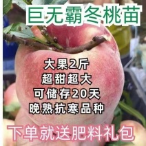 巨无霸冬桃树苗，果子大，离核，超甜，储存时间长