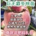 巨无霸冬桃树苗，果子大，离核，超甜，储存时间长