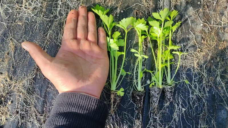 穴盘芹菜苗，地拔苗基地直发量大从优欢迎来电