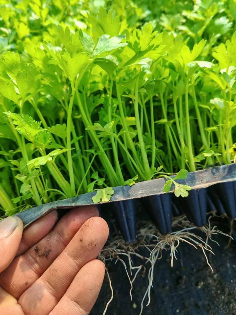 穴盘芹菜苗大量有苗价格实惠品质优欢迎老板电话联系