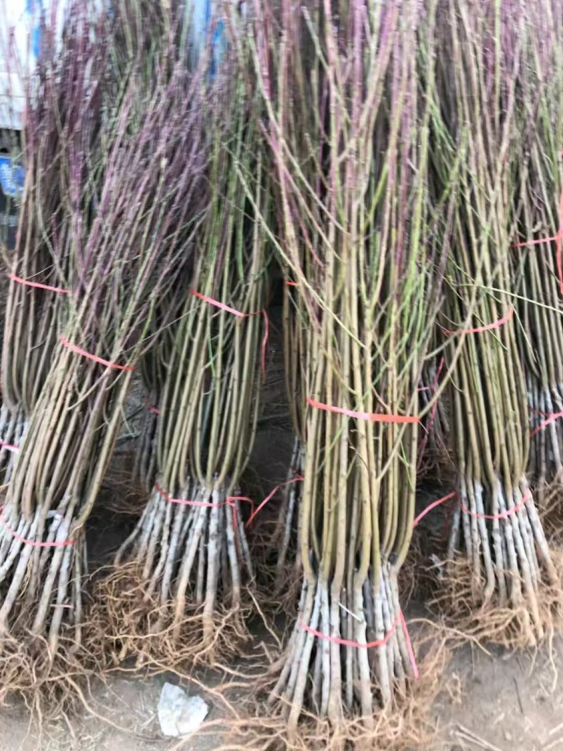 巨无霸冬桃树苗，果子大，离核，超甜，储存时间长