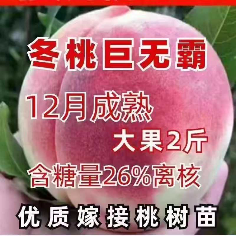 巨无霸冬桃树苗，果子大，离核，超甜，储存时间长