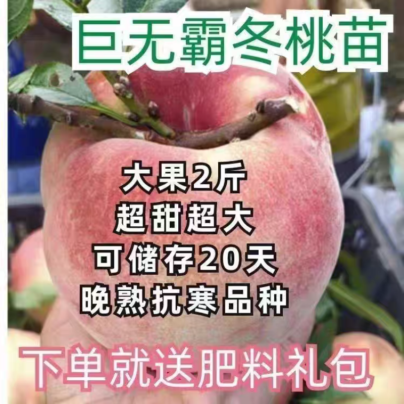 巨无霸冬桃树苗，果子大，离核，超甜，储存时间长