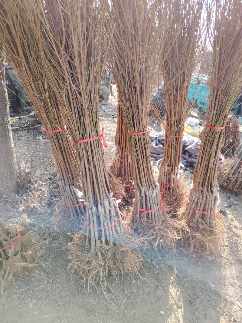 巨无霸冬桃树苗，果子大，离核，超甜，储存时间长