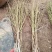 巨无霸冬桃树苗，果子大，离核，超甜，储存时间长