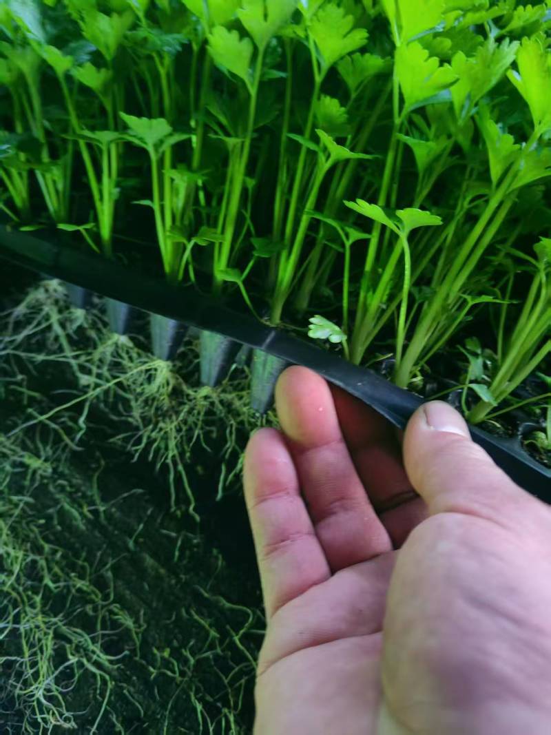 穴盘芹菜苗大量有苗价格实惠品质优欢迎老板电话联系