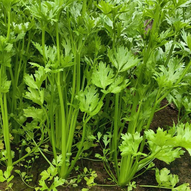 【推荐】河北西芹大量上市量大从优保质保量现摘现发对接商