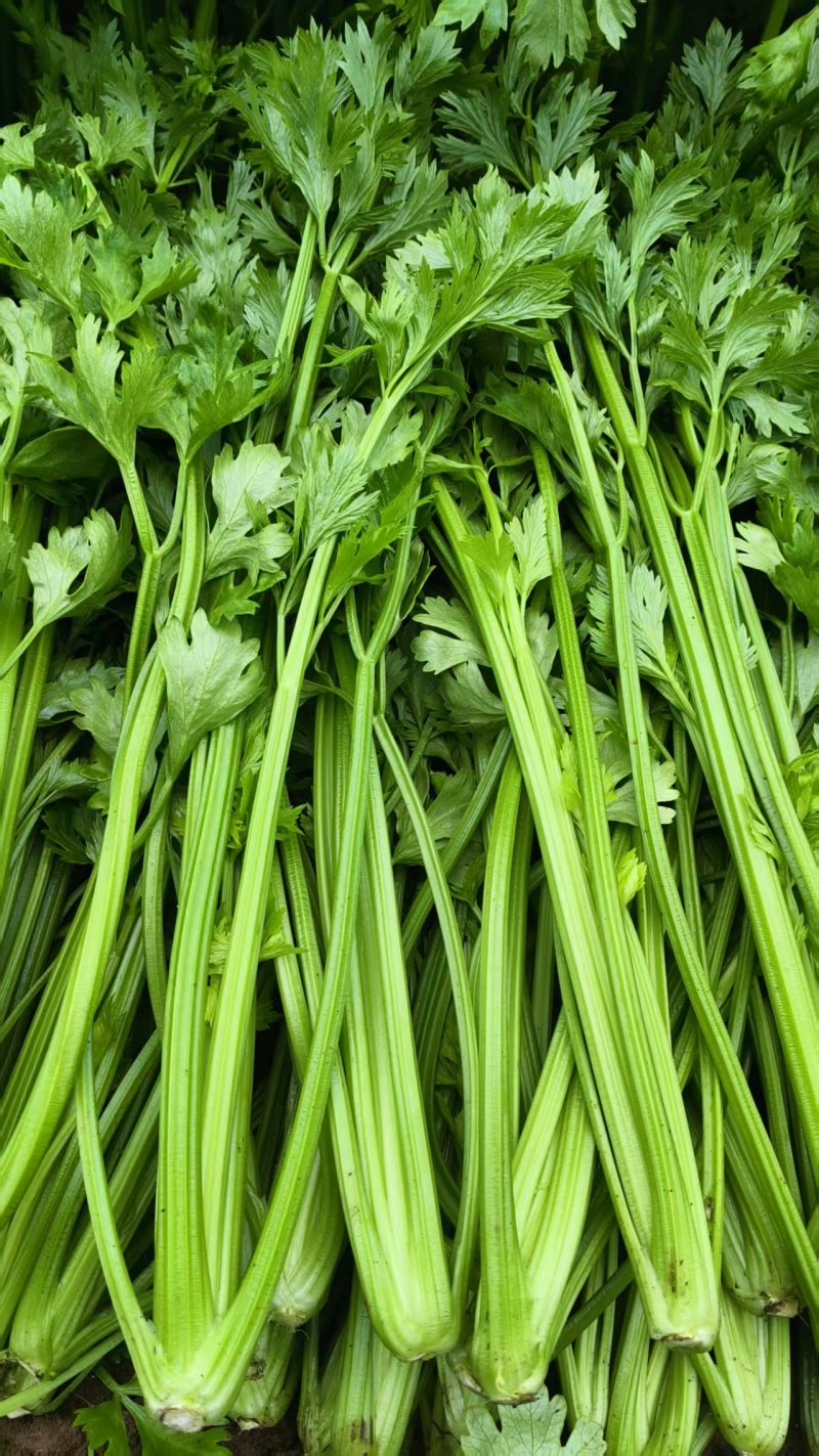 【推荐】河北西芹大量上市量大从优保质保量现摘现发对接商